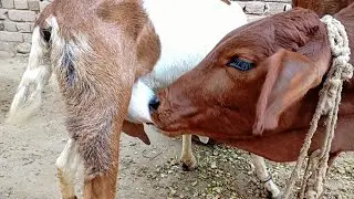 goat milk video today | big cow drinking goat milk | Nikka Haji