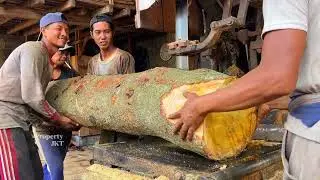 The Excessive Ferocity of a Sawmill Operator Sawing Large Jackfruit Trees