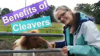 Plants & Herbs for Horses | Are cleavers safe for horses?