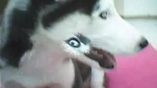 husky