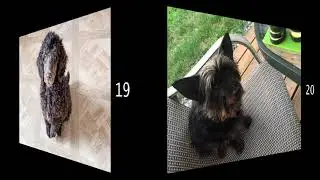 Virtual Pet Show 2021