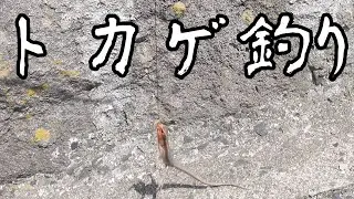 2023年トカゲ釣りのやり方