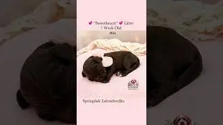 💘 Springdale Labradoodles &ldquo;Sweetheart&rdquo;puppies are here! 1 week old and already stealing hearts 💘🐶