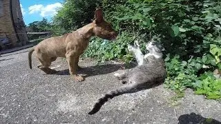 Cat V Puppy Funny Cute Animals Pets Play Fight