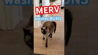 THIS CAT CAN WASH HER OWN BUNZ LMOA-- #bagagwa #catsofyoutube #august #shorts #viral #trending