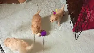Wispas Toy Poodle Pups 06062019 9