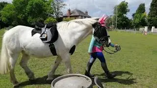 TRAC online obedience test May 2020