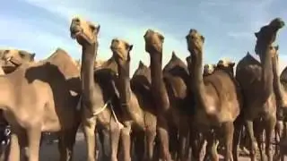 مسيرة بداح محمد ناصر السهلي