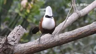 White-crested Laughingthrush ... call and laughter
