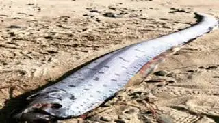 Giant Oarfish Doomsday Warning' Of Coming Earthquake And Tsunami