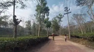 Check out Beautiful Sreemangal Tea Gardens and Plants, Bangladesh