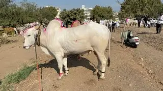 पाथर्डी बैल बाजर 24/12/2025