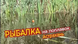 ЗАТЕРЯННЫЙ ЕРИК несет в себе ТАЙНЫ. Рыбалка в АСТРАХАНИ НА ПОПЛАВОК. Рыбалка на поплавочную удочку.