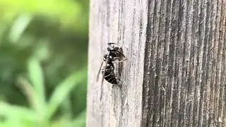 クロスズメバチの巣材集め Pulp collection by Vespula flaviceps