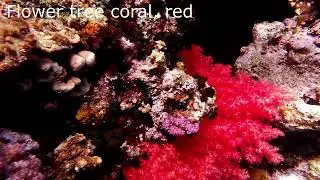 Flower tree coral red, Scleronephthya Strawberry Coral, or Pink or Orange Cauliflower Coral