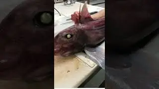 New Zealand  baby ghost shark #short video