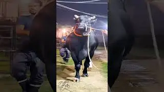 Biggest Holstein Bull