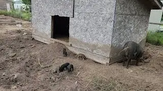 New Baby Piglets Caught Wandering Outside Talking to Mama Bricks