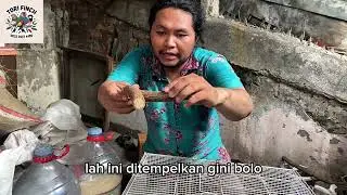 Setting kandang breeding gould amadine