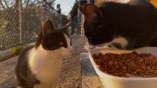 2026.01.12 野良子猫三兄弟のご飯タイム〜ぴのちゃんとまるちゃんの成長〜(字幕あり)