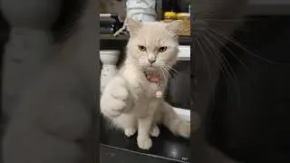 #cat #funny #cat talking video #trending #pets #comedy