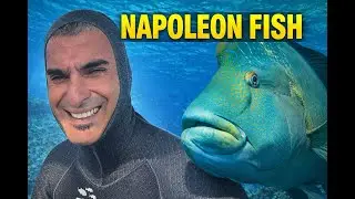 NAPOLEON FISH '' YASAKLI TÜR'' SESLİ ANLATIM