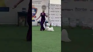 Best of show. 9 группа. International Dogs Show &laquo;Фаворит 2024&raquo;.Kazakstan. Almaty #dogshow #dogshorts
