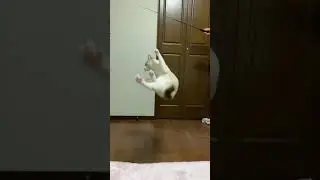 #猫 #白トラ #cat #おもしろ #ハーフパイプ #スノーボード #snowboarding #halfpipe 強化選手なんです
