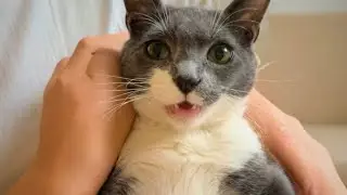 From Silence to Love: The Emotional Rescue Story of Jax the Cat