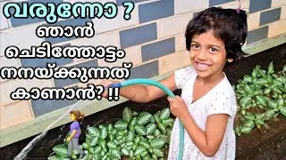 Beautiful Episca or Flame violet |plants growth ideas ||Flame violet plant growths |Abdul Kareem C A