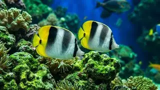 Explore the Beautiful World of Double Saddle Butterflyfish in Coral Reefs