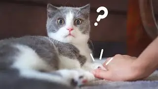 Слишком долго держу кошачьи лапы