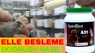 ELLE BESLEME NASIL OLUR?MAMA NASIL VERİLMELİ?ÜRETİMİN PÜF NOKTALARI.SEVDA MUTASYONLARI.VERSELE-LAGA