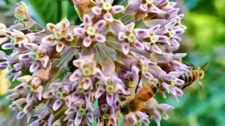 Milkweed and bees pollinating 