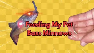 Catching Minnows And Feeding Them To My Pet Bass
