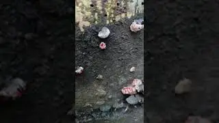 Fungi Live: In the forest looking for fungi