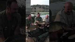 Осенняя ловля карпа на Эбро! #ebrocatfish #fishing #nickshattock #carpfishing #riverebro #fishing