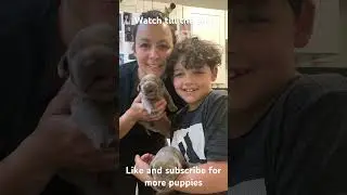 7 silver lab pupps #puppylove#viral#shorts#viralshorts#puppys#silverlab