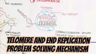 Telomere And End Replication Problem Solving Mechanism @umerfarooqbiology7083