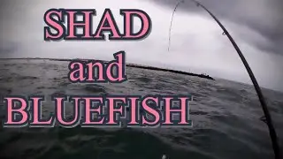 Crazy Fishing for Hickory Shad and Bluefish