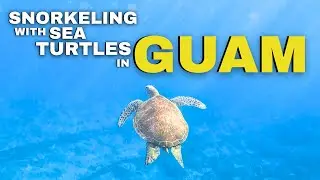 Snorkeling With SEA TURTLES in GUAM 🇬🇺