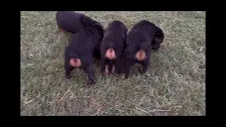 Busy week! 3 litters on the ground! Updates on Reva Ula & Lara's litter! Pups available 352-697-0799