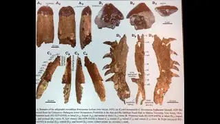 Dr. Zach Boles, Edelman Fossil Park and Museum