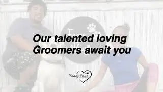 Dog Grooming Salon Chicago