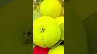 most beautiful ultra fresh #crops #fruit Amrud