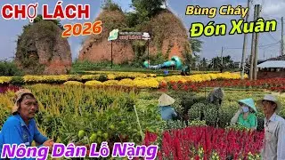 L&agrave;ng Hoa Chợ L&aacute;ch V&agrave;o Xu&acirc;n 100.000 Chậu Hoa Nở Sớm N&ocirc;ng D&acirc;n B&aacute;n Lỗ Cầu Kể Như Mất Tết 2026