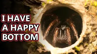 Turret Spider facts: 