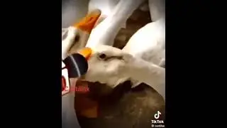 Duck vs Horse (Unreal)