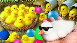 Mencari bebek lucu, Bebek berenang, menangkap bebek angsa, Duck,ikan, dan ayam warna warni.