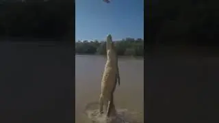 Crocodile Jumping Out Of Water